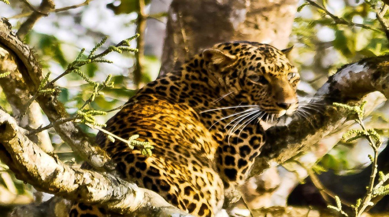 Chitwan Tour Package
