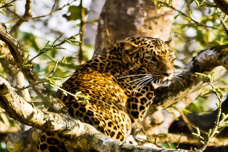Chitwan Tour Package